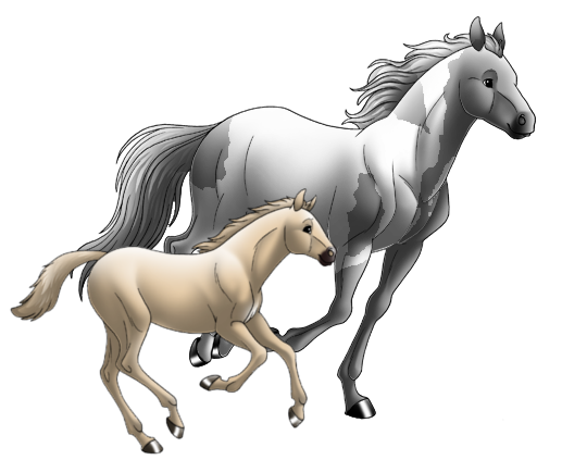 Quarter Horses